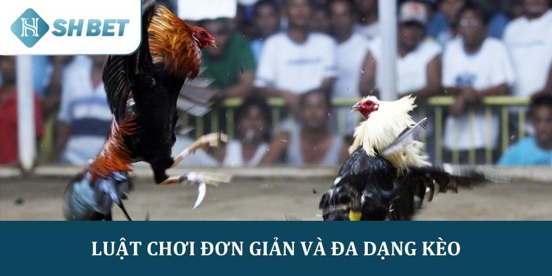 Đá gà Thomo có luật chơi đơn giản và đa dạng các loại kèo