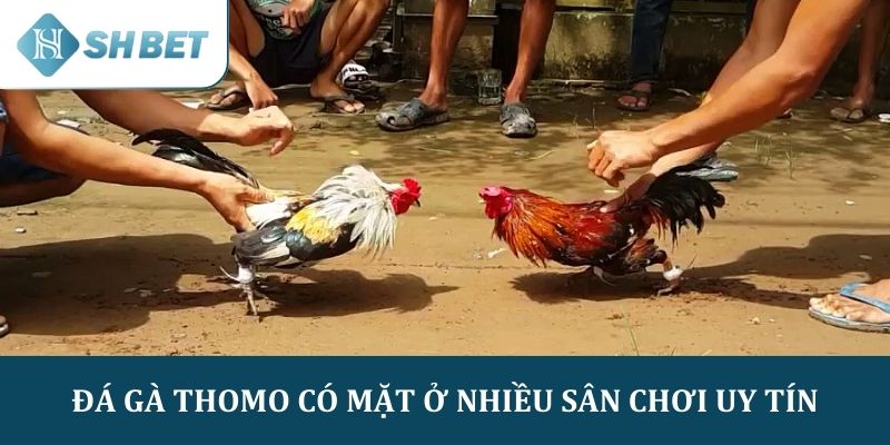 Đá gà Thomo đã có mặt tại nhiều sân chơi uy tín