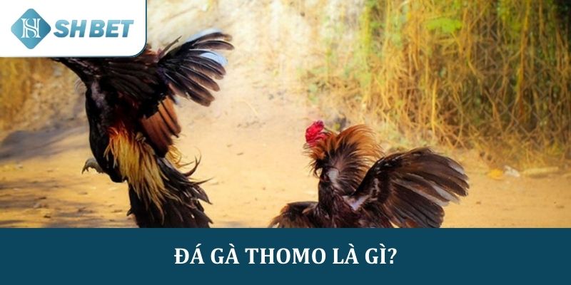 Đá gà Thomo là gì?