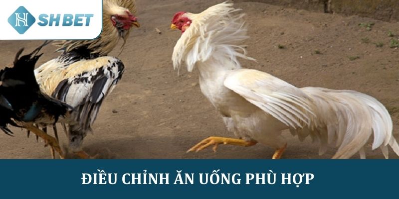 Thực hiện điều chỉnh chế độ ăn uống để thực hiện giảm cân cho gà