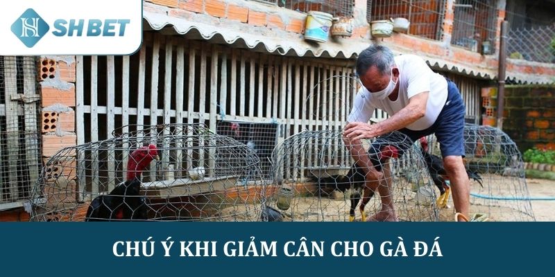 Thực hiện giảm cân cho gà cần chú ý một số điều