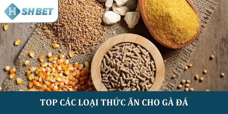 Tìm hiểu chi tiết top các loại thức ăn cho gà đá khỏe mạnh